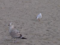 Tivola's Welt - Bildergalerie Bundesgartenschau 2003 in Rostock