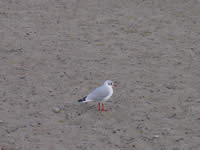 Tivola's Welt - Bildergalerie Bundesgartenschau 2003 in Rostock