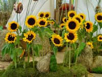 Tivola's Welt - Bildergalerie Bundesgartenschau 2003 in Rostock