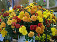 Tivola's Welt - Bildergalerie Bundesgartenschau 2003 in Rostock