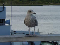 Tivola's Welt - Bildergalerie Bundesgartenschau 2003 in Rostock