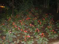 Tivola's Welt - Bildergalerie Kurztripp ins Erlebnisbad Tropical Island mit zwei Übernachtung im Landhotel Krausnick im Jahr 2005.