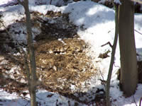 Tivola's Welt - Bildergalerie Winderwanderung im Neuendorfer Wald am Sonntag, den 05.03.2006