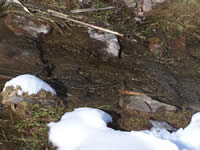 Tivola's Welt - Bildergalerie Winderwanderung im Neuendorfer Wald am Sonntag, den 05.03.2006