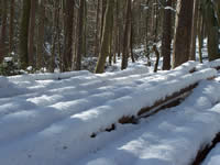 Tivola's Welt - Bildergalerie Winderwanderung im Neuendorfer Wald am Sonntag, den 05.03.2006