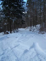 Tivola's Welt - Bildergalerie Winderwanderung im Neuendorfer Wald am Sonntag, den 05.03.2006