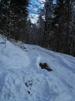 Tivola's Welt - Bildergalerie Winderwanderung im Neuendorfer Wald am Sonntag, den 05.03.2006