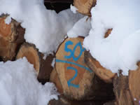 Tivola's Welt - Bildergalerie Winderwanderung im Neuendorfer Wald am Sonntag, den 05.03.2006