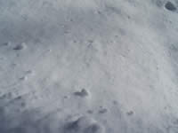 Tivola's Welt - Bildergalerie Winderwanderung im Neuendorfer Wald am Sonntag, den 05.03.2006