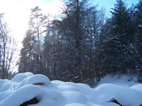 Tivola's Welt - Bildergalerie Winderwanderung im Neuendorfer Wald am Sonntag, den 05.03.2006