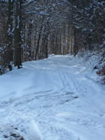 Tivola's Welt - Bildergalerie Winderwanderung im Neuendorfer Wald am Sonntag, den 05.03.2006