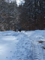 Tivola's Welt - Bildergalerie Winderwanderung im Neuendorfer Wald am Sonntag, den 05.03.2006