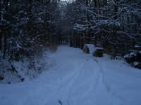 Tivola's Welt - Bildergalerie Winderwanderung im Neuendorfer Wald am Sonntag, den 05.03.2006