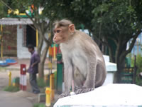 Tivola's Welt - Bildergalerie Indienurlaub - 2007-09-10 / 09-13