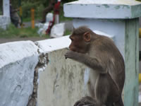 Tivola's Welt - Bildergalerie Indienurlaub - 2007-09-10 / 09-13