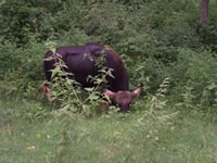 Tivola's Welt - Bildergalerie Indienurlaub - 2007-09-10 / 09-13