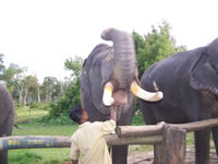 Tivola's Welt - Bildergalerie Indienurlaub - 2007-09-10 / 09-13