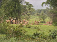 Tivola's Welt - Bildergalerie Indienurlaub - 2007-09-10 / 09-13
