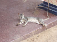 Tivola's Welt - Bildergalerie Indien 16.09.2007