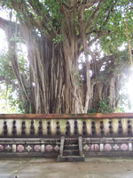 Tivola's Welt - Bildergalerie Indien 16.09.2007