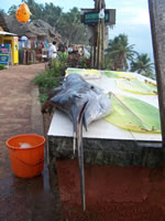 Tivola's Welt - Bildergalerie Indien 16.09.2007