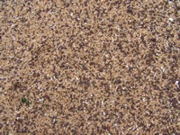 Tivola's Welt - Bildergalerie Indienurlaub 17.09.2007