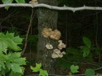 Tivola's Welt - Bildergalerie Fahrt von Boston über die Grenze nach Kanada