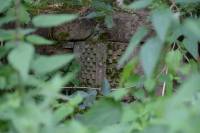 Tivola's Welt - Bildergalerie Tag des Denkmals Ruine Schönrain (10.09.2017)